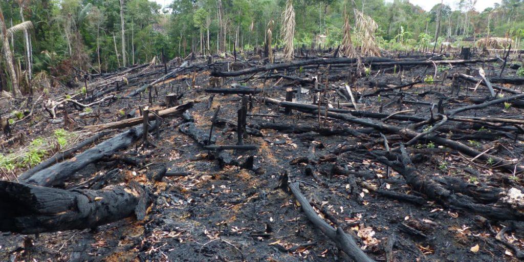 Com Bolsonaro, estamos mais pertos de um colapso climático, ambiental e social